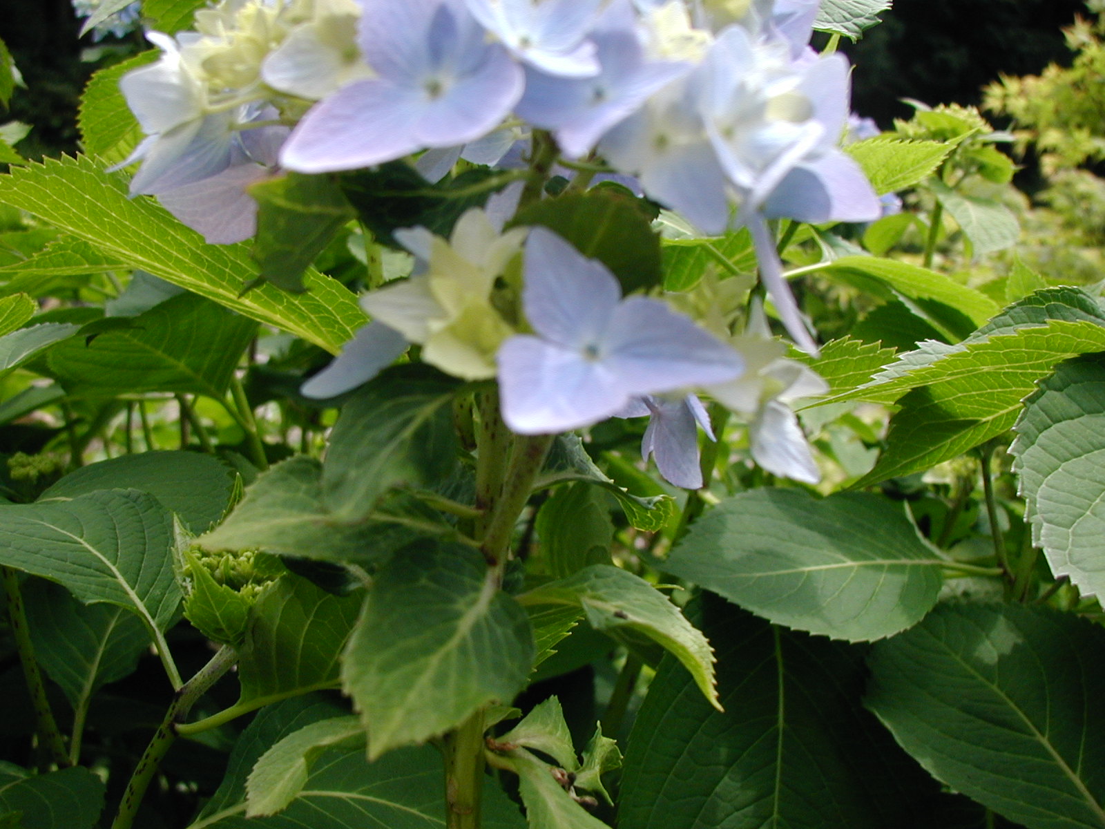 P5050010.JPG