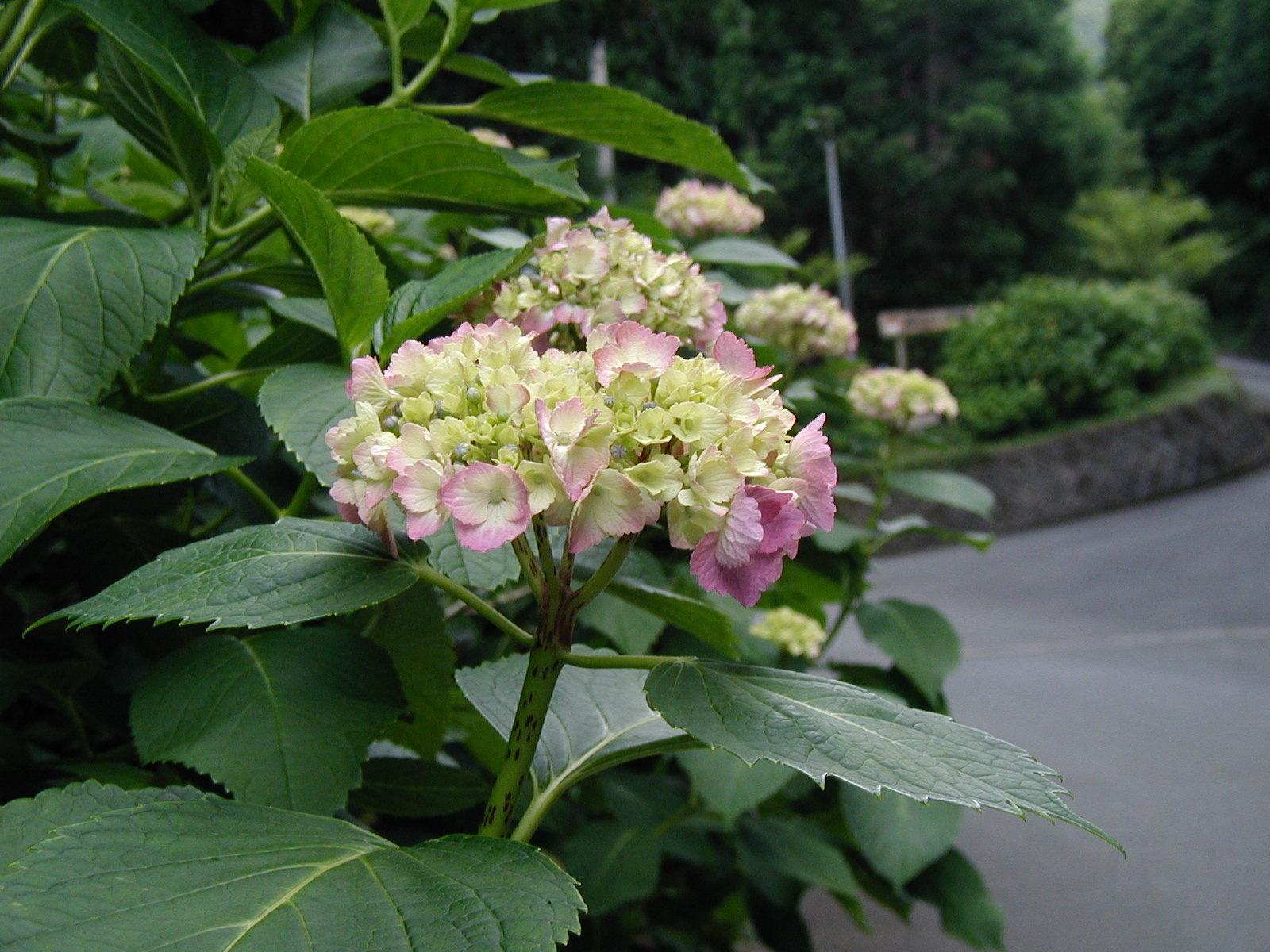 P6090004.JPG