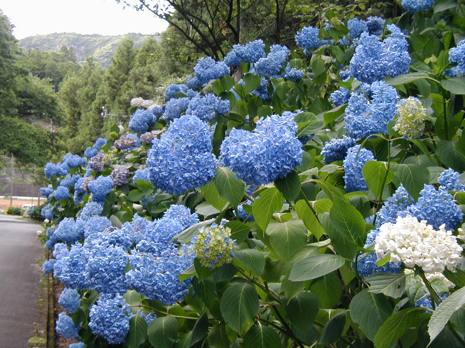 P6090006.JPG