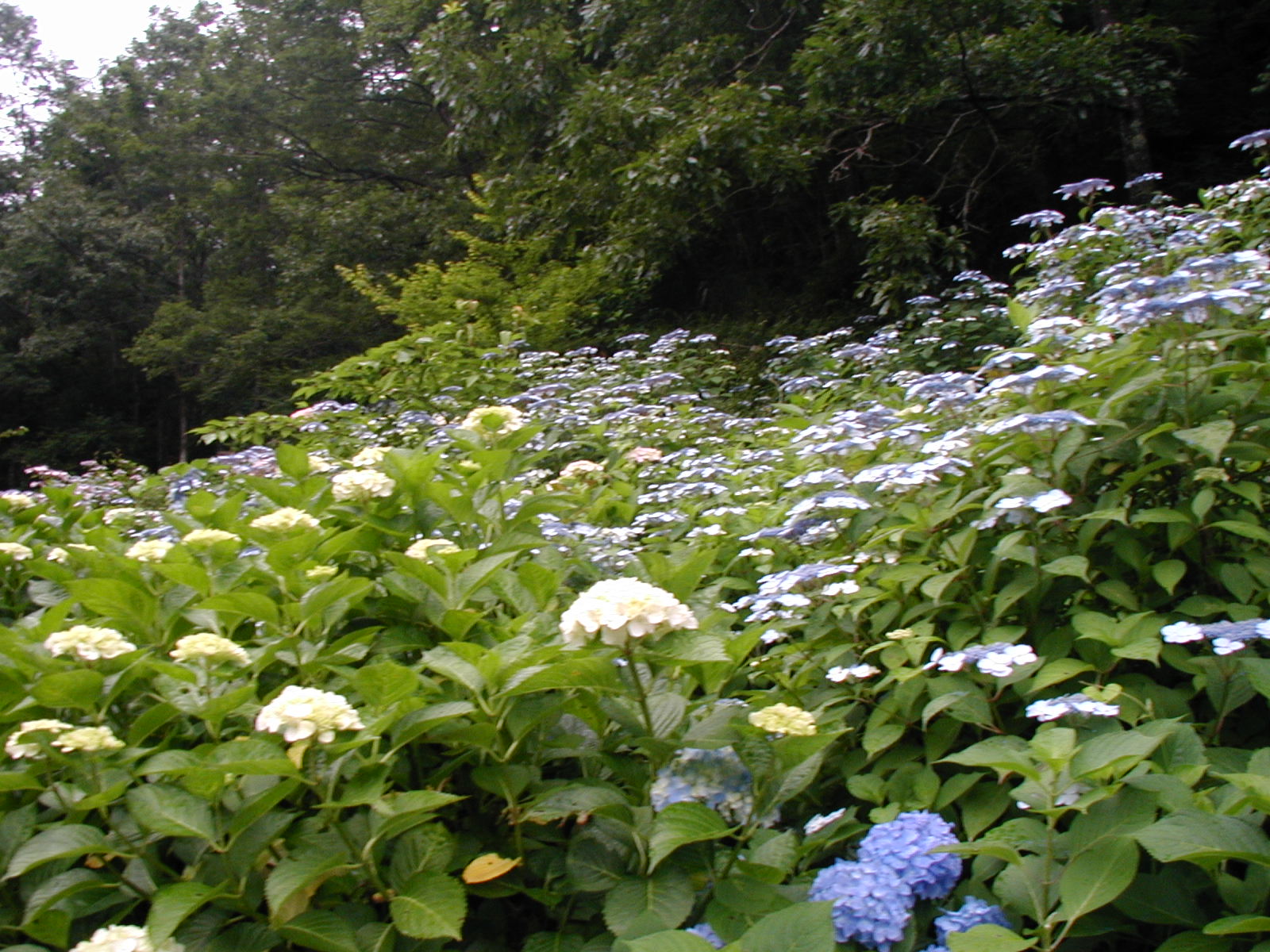 P6150002.JPG