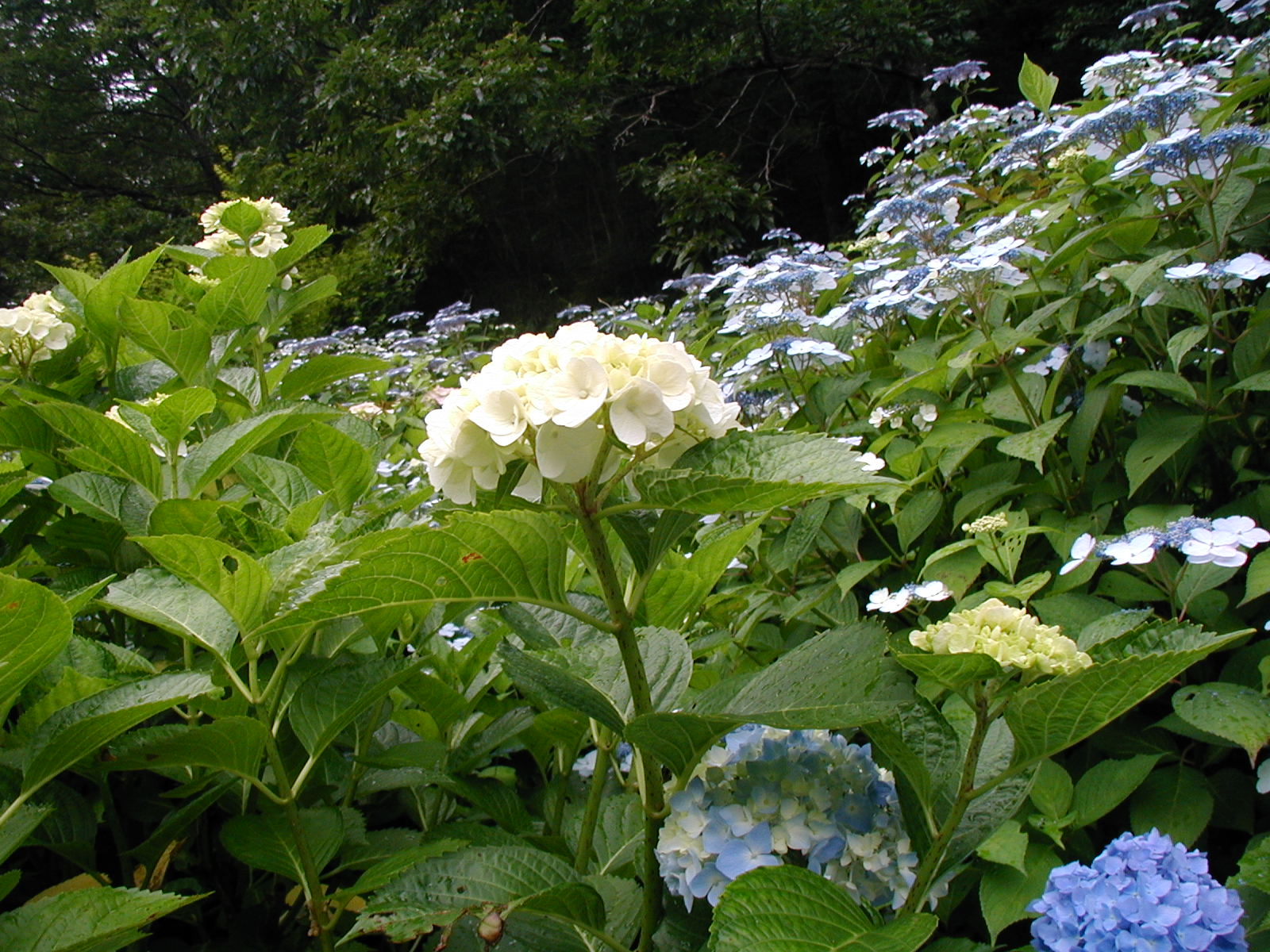 P6150003.JPG