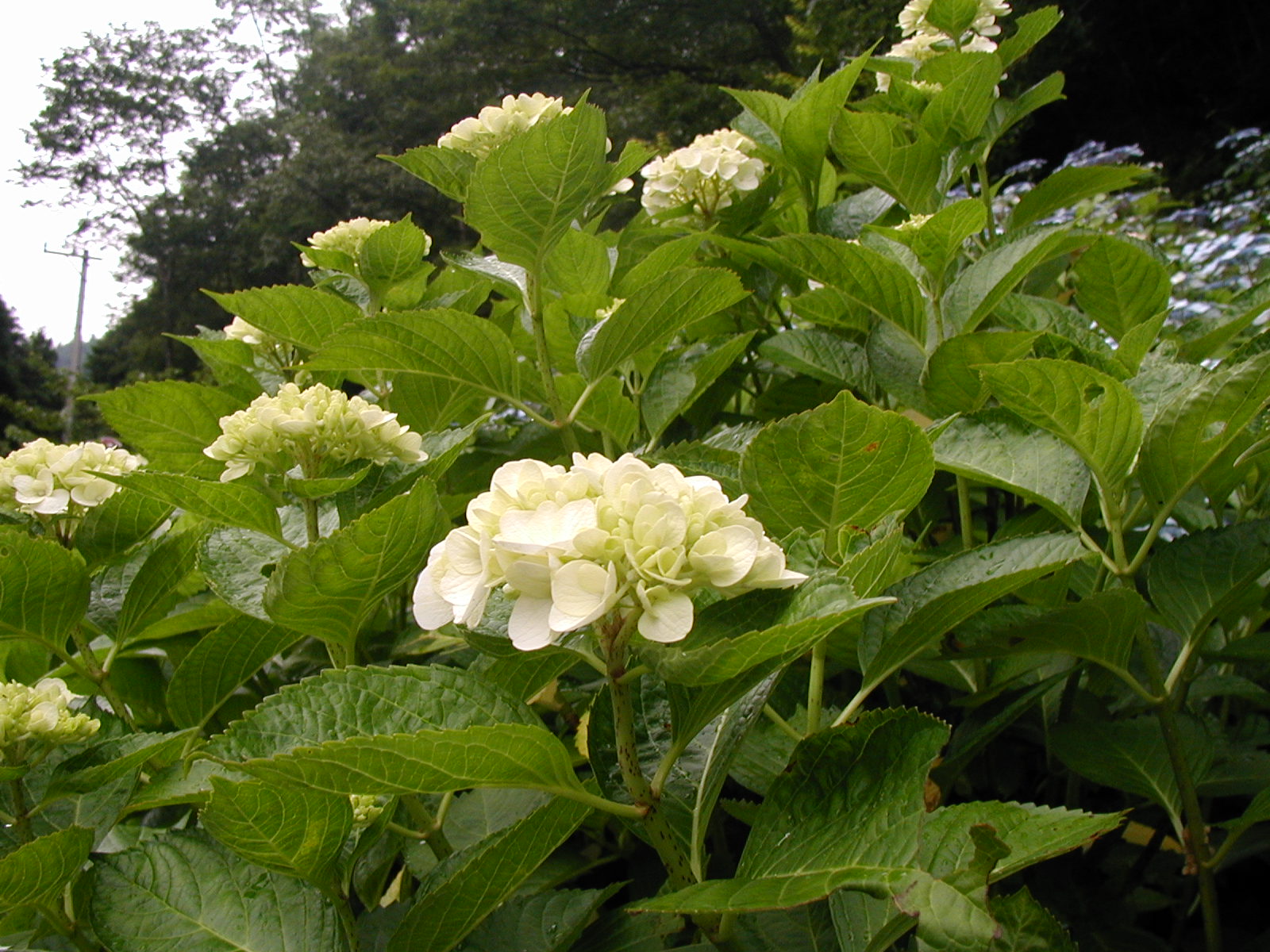 P6150004.JPG