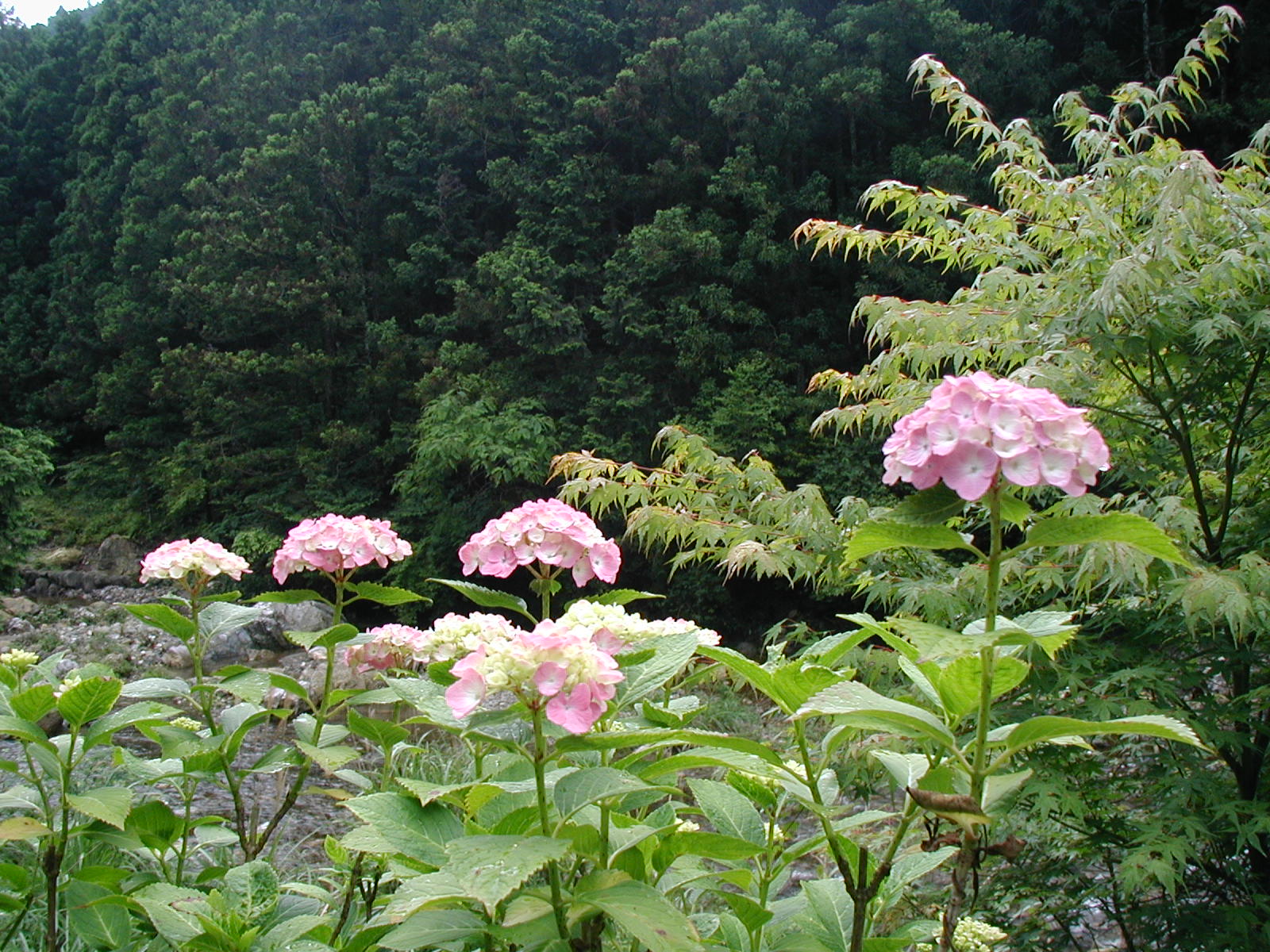 P6150010.JPG