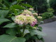 P6090004.JPG