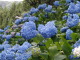 P6090005.JPG