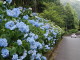 P6090009.JPG