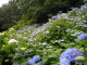 P6150001.JPG