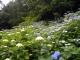 P6150002.JPG
