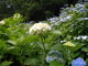 P6150003.JPG