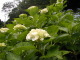 P6150004.JPG