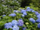 P6150006.JPG