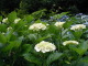 P6150007.JPG