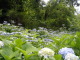 P6150008.JPG