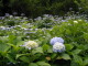P6150009.JPG