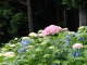 P6150011.JPG